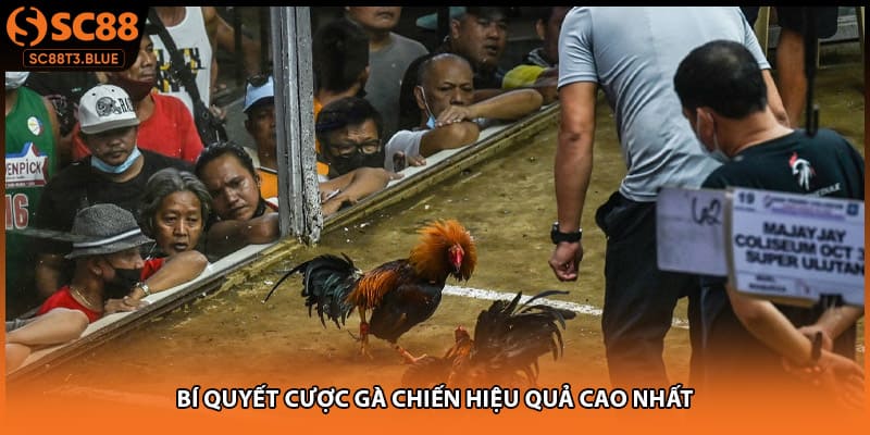 Bí quyết cược gà chiến hiệu quả cao nhất